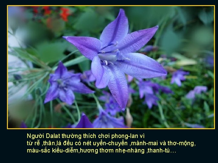 Người Dalat thường thích chơi phong-lan vì từ rễ , thân, lá đều có