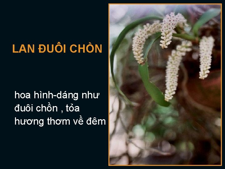 LAN ĐUÔI CHỒN hoa hình-dáng như đuôi chồn , tỏa hương thơm về đêm