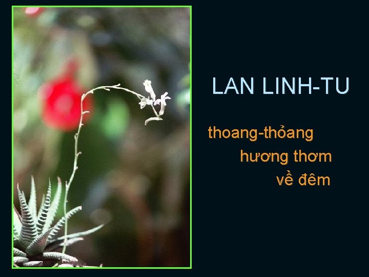 LAN LINH-TU thoang-thỏang hương thơm về đêm 