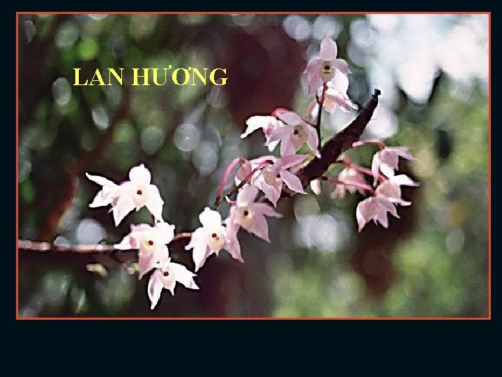 LAN HƯƠNG 