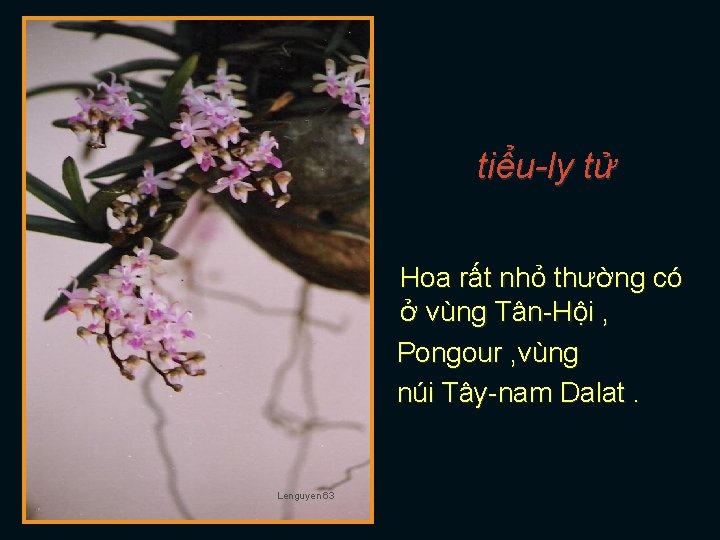 tiểu-ly tử Hoa rất nhỏ thường có ở vùng Tân-Hội , Pongour , vùng