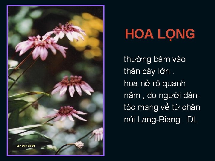 HOA LỌNG thường bám vào thân cây lớn. hoa nở rộ quanh năm ,