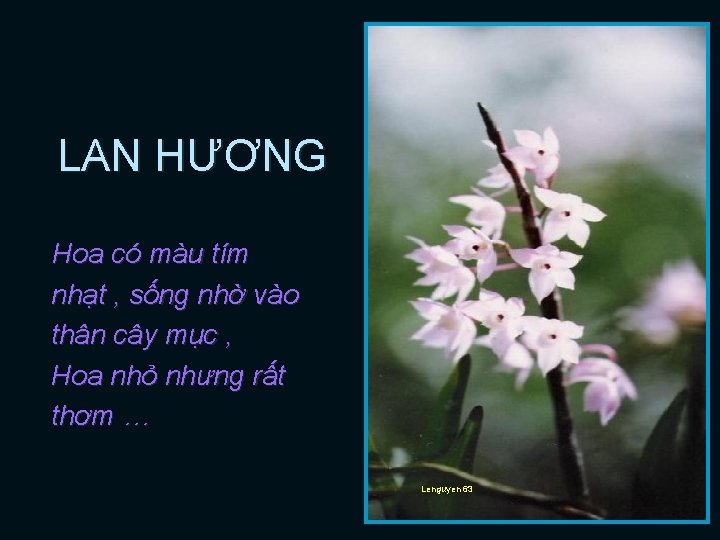 LAN HƯƠNG Hoa có màu tím nhạt , sống nhờ vào thân cây mục