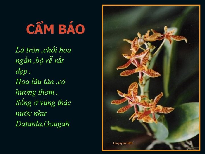 CẨM BÁO Lá tròn , chồi hoa ngắn , bộ rễ rất đẹp. Hoa