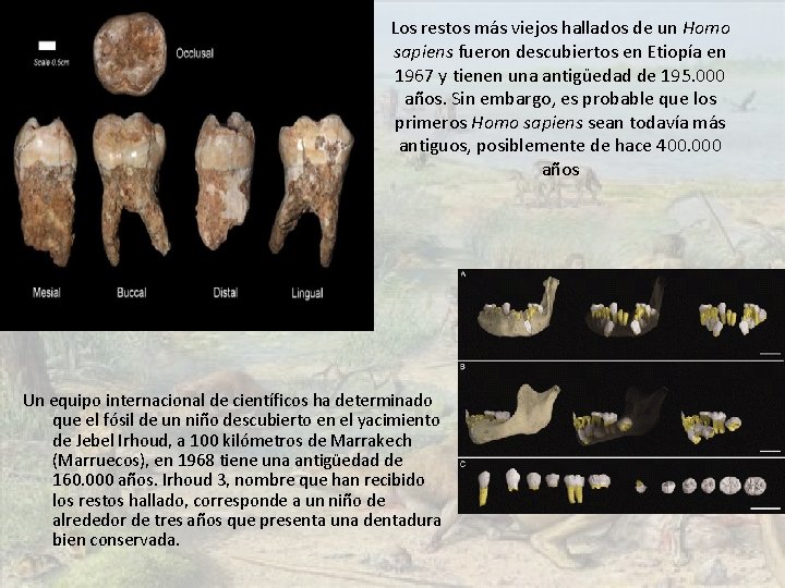Los restos más viejos hallados de un Homo sapiens fueron descubiertos en Etiopía en