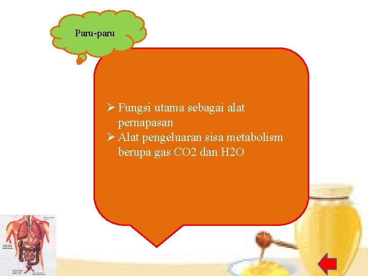 Paru-paru Ø Fungsi utama sebagai alat pernapasan Ø Alat pengeluaran sisa metabolism berupa gas