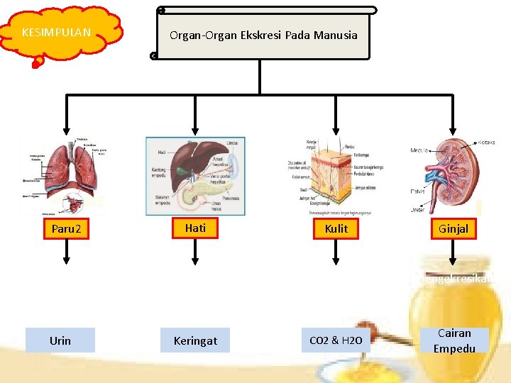 KESIMPULAN Paru 2 Mengekresikan Urin Organ-Organ Ekskresi Pada Manusia Hati Mengekresikan Keringat Kulit Mengekresikan