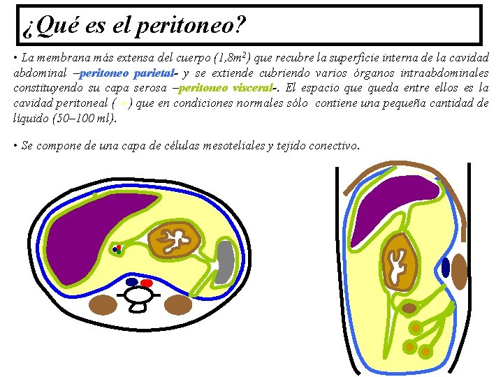 ¿Qué es el peritoneo? • La membrana más extensa del cuerpo (1, 8 m ¿Qué es el peritoneo? • La membrana más extensa del cuerpo (1, 8 m