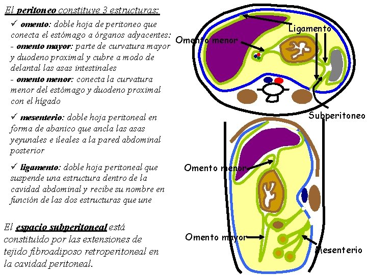 El peritoneo constituye 3 estructuras: ü omento: doble hoja de peritoneo que conecta el El peritoneo constituye 3 estructuras: ü omento: doble hoja de peritoneo que conecta el