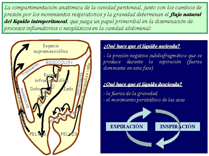 La compartimentación anatómica de la cavidad peritoneal, junto con los cambios de presión por La compartimentación anatómica de la cavidad peritoneal, junto con los cambios de presión por
