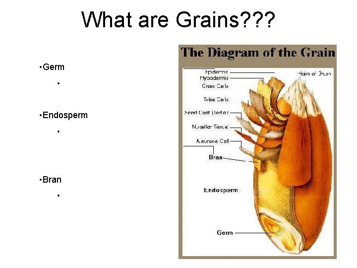 What are Grains? ? ? • Germ • • Endosperm • • Bran • What are Grains? ? ? • Germ • • Endosperm • • Bran •