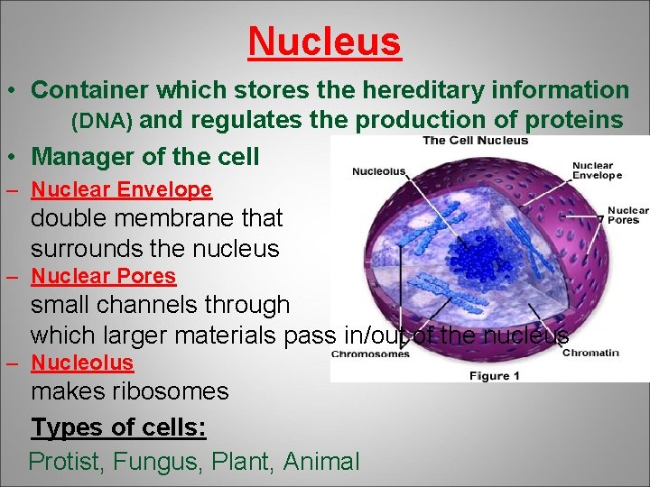 Nucleus • Container which stores the hereditary information (DNA) and regulates the production of