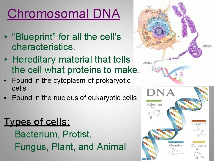 Chromosomal DNA • “Blueprint” for all the cell’s characteristics. • Hereditary material that tells