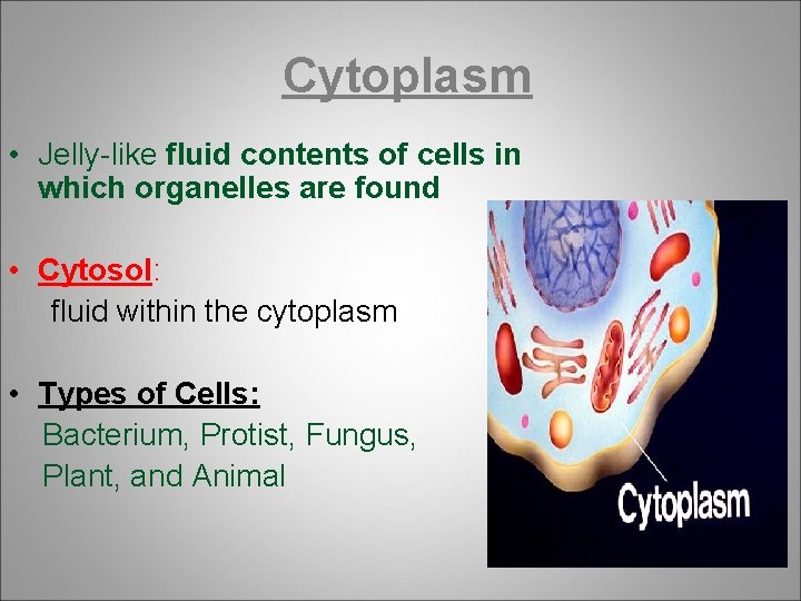 Cytoplasm • Jelly-like fluid contents of cells in which organelles are found • Cytosol: