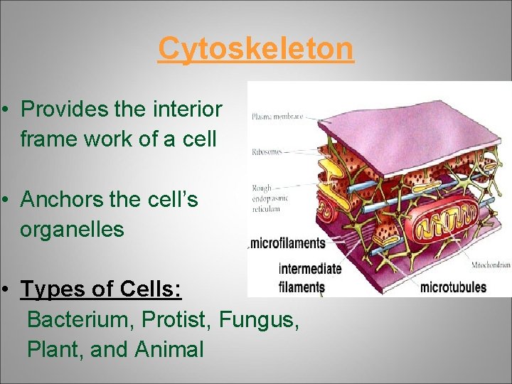 Cytoskeleton • Provides the interior frame work of a cell • Anchors the cell’s