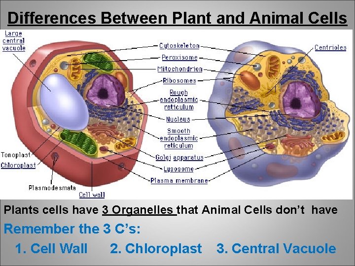 Differences Between Plant and Animal Cells Plants cells have 3 Organelles that Animal Cells