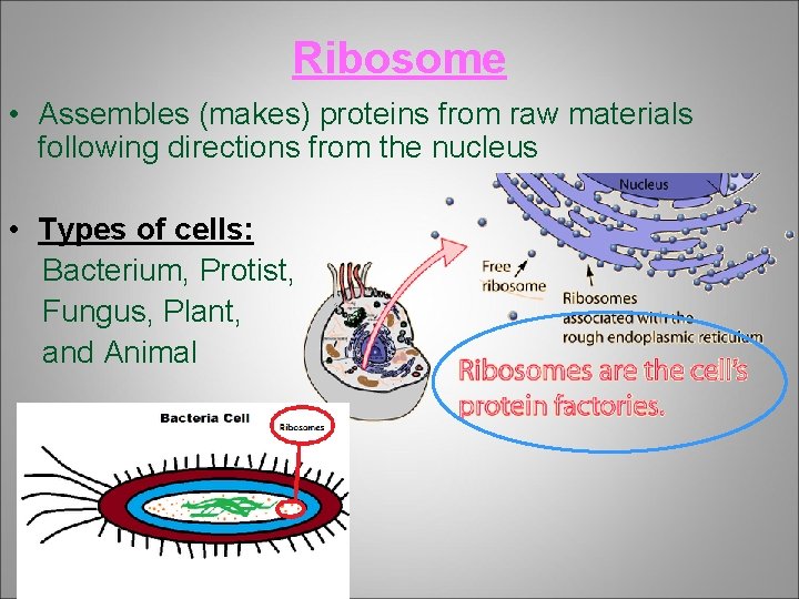 Ribosome • Assembles (makes) proteins from raw materials following directions from the nucleus •