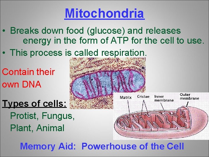 Mitochondria • Breaks down food (glucose) and releases energy in the form of ATP