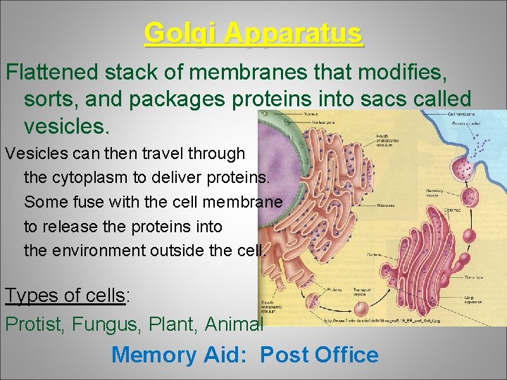 Golgi Apparatus Flattened stack of membranes that modifies, sorts, and packages proteins into sacs