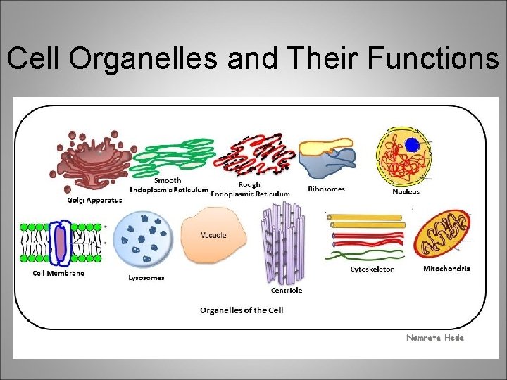 Cell Organelles and Their Functions 