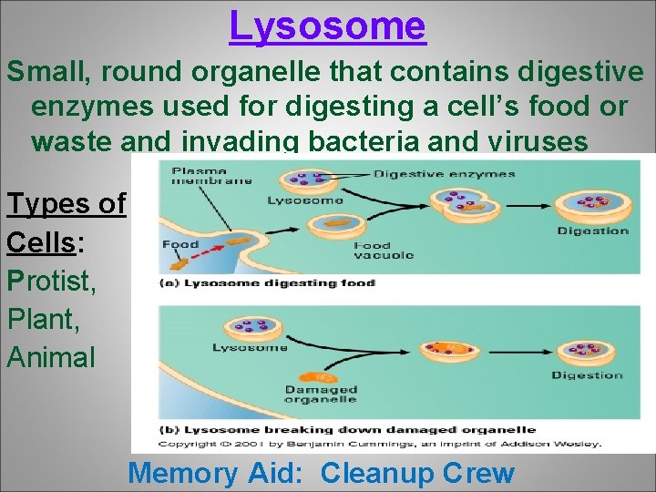 Lysosome Small, round organelle that contains digestive enzymes used for digesting a cell’s food