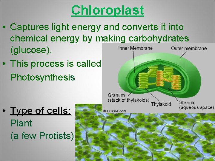 Chloroplast • Captures light energy and converts it into chemical energy by making carbohydrates