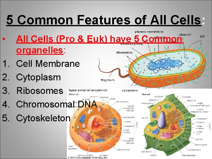 5 Common Features of All Cells: • 1. 2. 3. 4. 5. All Cells