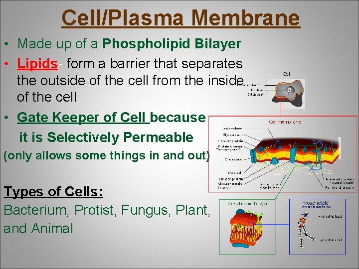 Cell/Plasma Membrane • Made up of a Phospholipid Bilayer • Lipids- form a barrier