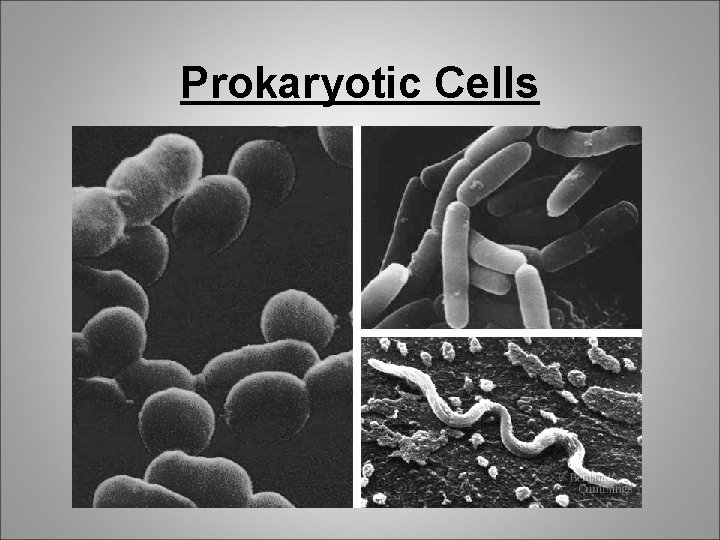 Prokaryotic Cells 