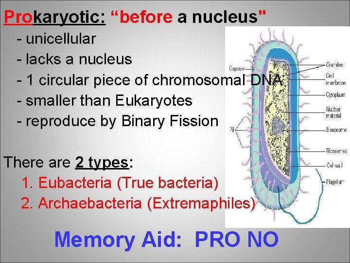 Prokaryotic: “before a nucleus" - unicellular - lacks a nucleus - 1 circular piece