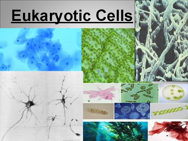 Eukaryotic Cells 