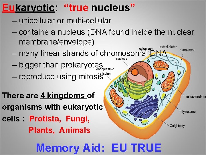 Eukaryotic: “true nucleus” – unicellular or multi-cellular – contains a nucleus (DNA found inside