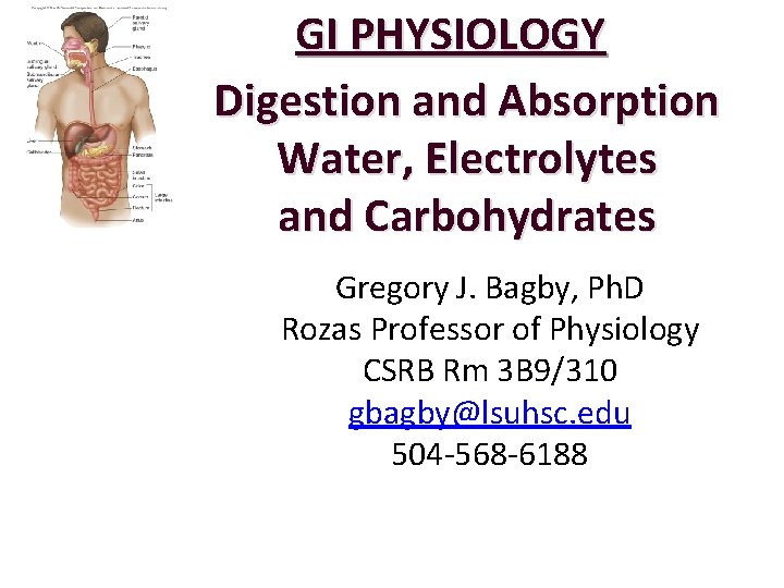 GI PHYSIOLOGY Digestion and Absorption Water, Electrolytes and Carbohydrates Gregory J. Bagby, Ph. D