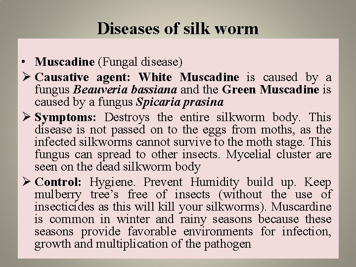 Diseases of silk worm • Muscadine (Fungal disease) Ø Causative agent: White Muscadine is