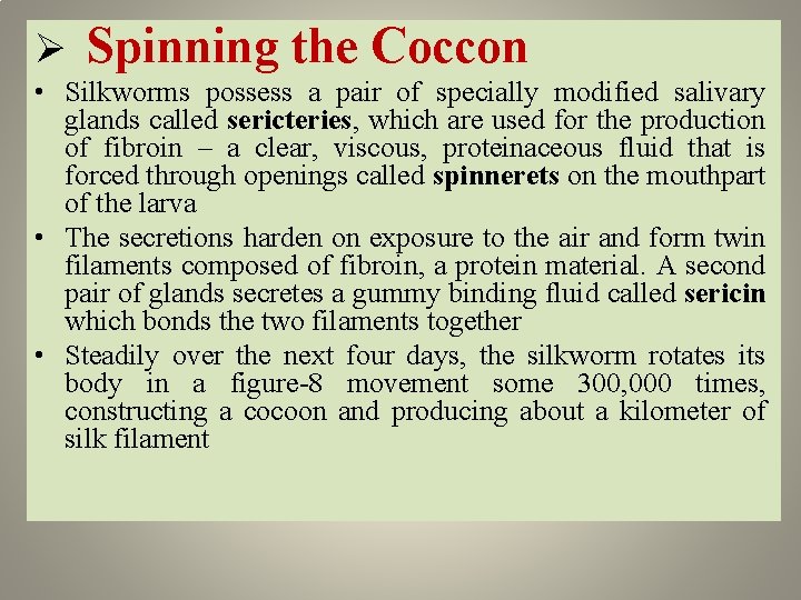 Ø Spinning the Coccon • Silkworms possess a pair of specially modified salivary glands