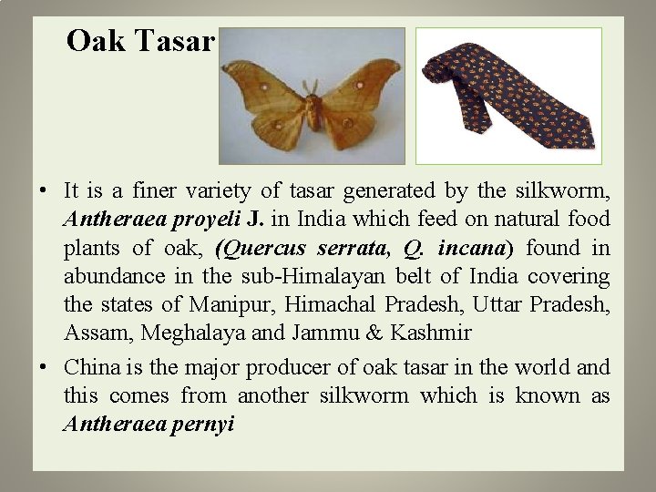  Oak Tasar • It is a finer variety of tasar generated by the