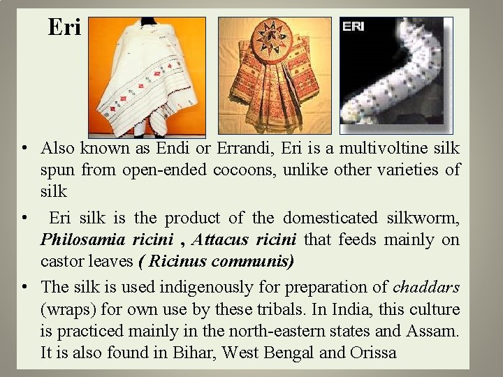  Eri • Also known as Endi or Errandi, Eri is a multivoltine silk