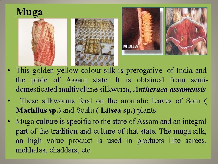  Muga • This golden yellow colour silk is prerogative of India and the