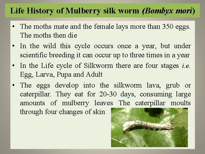 Life History of Mulberry silk worm (Bombyx mori) • The moths mate and the