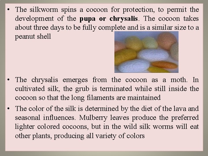  • The silkworm spins a cocoon for protection, to permit the development of