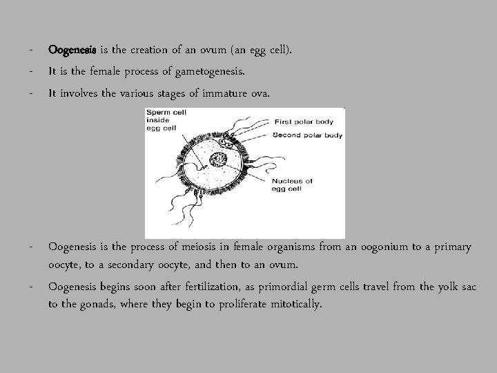 - Oogenesis is the creation of an ovum (an egg cell). - It is