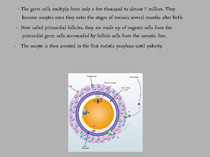 - The germ cells multiply from only a few thousand to almost 7 million.