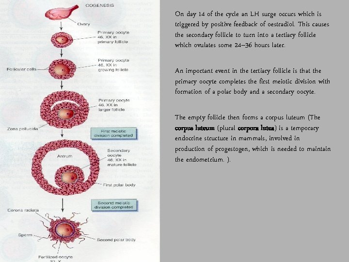 On day 14 of the cycle an LH surge occurs which is triggered by