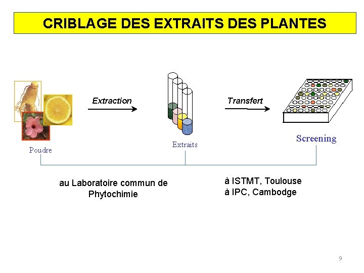 CRIBLAGE DES EXTRAITS DES PLANTES Transfert Extraction Extraits Poudre au Laboratoire commun de Phytochimie