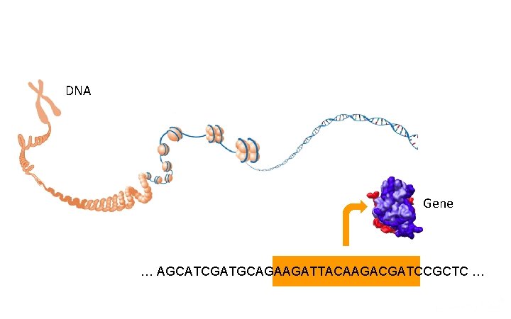 DNA Gene … AGCATCGATGCAGAAGATTACAAGACGATCCGCTC … 