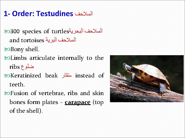 1 - Order: Testudines ﺍﻟﺴﻼﺣﻒ 300 species of turtles ﺍﻟﺴﻼﺣﻒ ﺍﻟﺒﺤﺮﻳﺔ and tortoises ﺍﻟﺴﻼﺣﻒ
