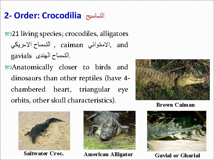 2 - Order: Crocodilia ﺍﻟﺘﻤﺎﺳﻴﺢ 21 living species; crocodiles, alligators ﺍﻟﺘﻤﺴﺎﺡ ﺍﻻﻣﺮﻳﻜﻲ , caiman