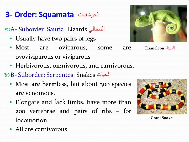 3 - Order: Squamata ﺍﻟﺤﺮﺷﻔﻴﺎﺕ A- Suborder: Sauria: Lizards ﺍﻟﺴﺤﺎﻟﻲ • Usually have two