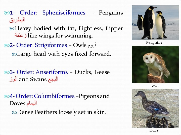  1 - Order: Sphenisciformes – Penguins ﺍﻟﺒﻄﺮﻳﻖ Heavy bodied with fat, flightless, flipper
