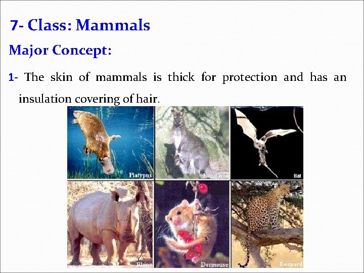 7 - Class: Mammals Major Concept: 1 - The skin of mammals is thick